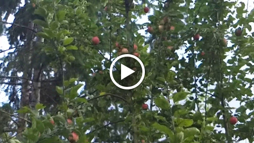 Nature Preserve «Beaverton Creek Wetlands Natural Area», reviews and photos, SW 153rd Dr, Beaverton, OR 97006, USA