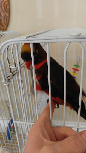 Bird Shop «BirdFarm Superstore», reviews and photos, 6360 Suncoast Parkway, Homosassa, FL 34446, USA