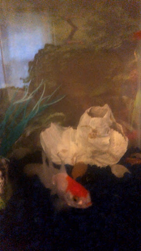 Pet Store «Salisbury Super Pet», reviews and photos, 329 Civic Ave, Salisbury, MD 21804, USA