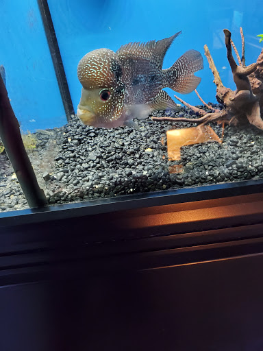 Pet Groomer «We Lov Pets», reviews and photos, 3853 Northpointe Dr, Zanesville, OH 43701, USA