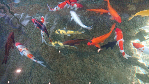 Top 20 cửa hàng cá koi Huyện Kiến Thụy Hải Phòng 2022