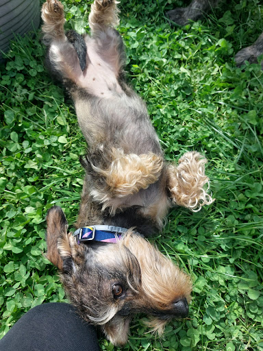 Pensioni per cani e dog hotel a The Dog's Club