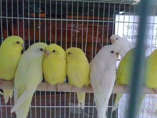 Pet Store «Louis Birds Pets & Supplies», reviews and photos, 80 Keyes St, San Jose, CA 95122, USA