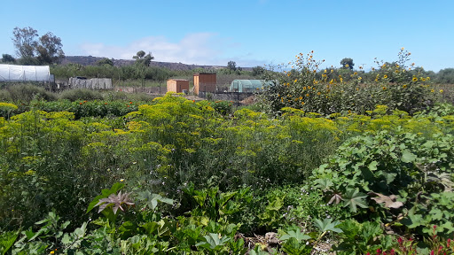 Tijuana River Valley Regional Park Community Garden