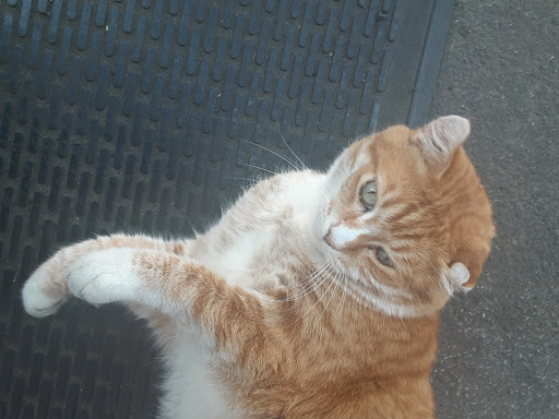 Thrift Store «Little Shop of Hoarders», reviews and photos, 2251 Main St, Springfield, OR 97477, USA