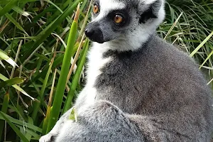 Lemur Island image