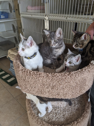 Thrift Store «Companion Animal Foundation», reviews and photos, 88 Sunnybrae Center, Arcata, CA 95521, USA