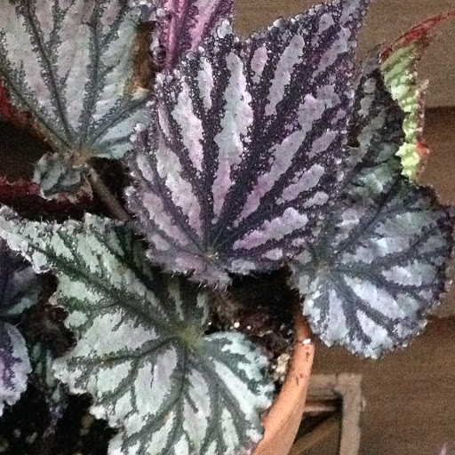 Garden Center «Victoria Gardens», reviews and photos, 1 Cottekill Rd, Rosendale, NY 12472, USA