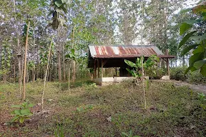 Hutan Pendidikan Wanagama-Astra image