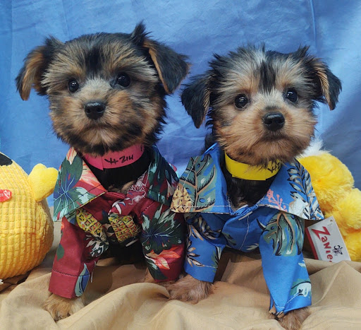 Pet Store «Four Paws and a Tail», reviews and photos, 120 Northtown Dr, Blaine, MN 55434, USA