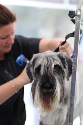 K Dog Grooming