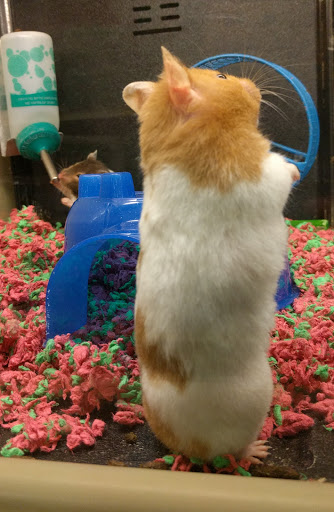 Pet Supply Store «PetSmart», reviews and photos, 13866 Metrotech Dr, Chantilly, VA 20151, USA