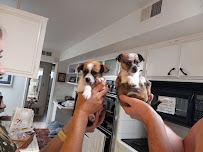 Pet Stop - Photo 1 - Car repair in Murrieta, CA, Murrieta