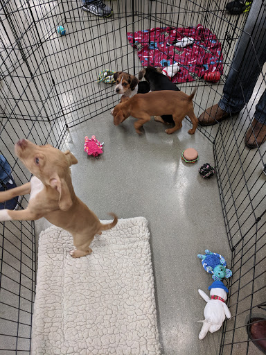 Pet Supply Store «Petco Animal Supplies», reviews and photos, 693 Middletown Warwick Rd, Middletown, DE 19709, USA