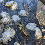 Photo n° 6 de l'avis de Edouard. fait le 05/08/2022 à 21:12 pour Plage de Pen Guen à Saint-Cast-le-Guildo