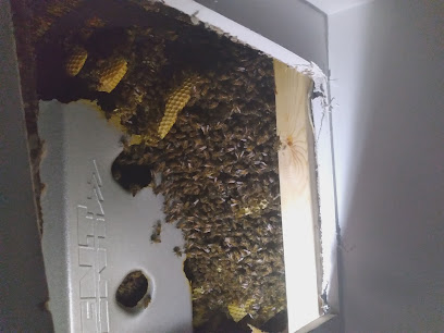 Honey Bee Rescue & Swarm Removal