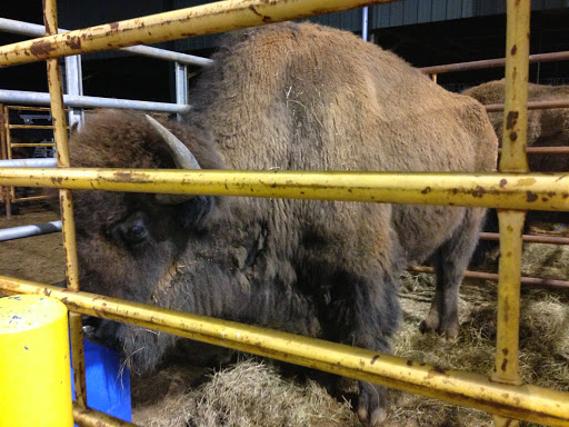 Event Venue «Southeastern Livestock Pavilion», reviews and photos, 2232 NE Jacksonville Rd, Ocala, FL 34470, USA