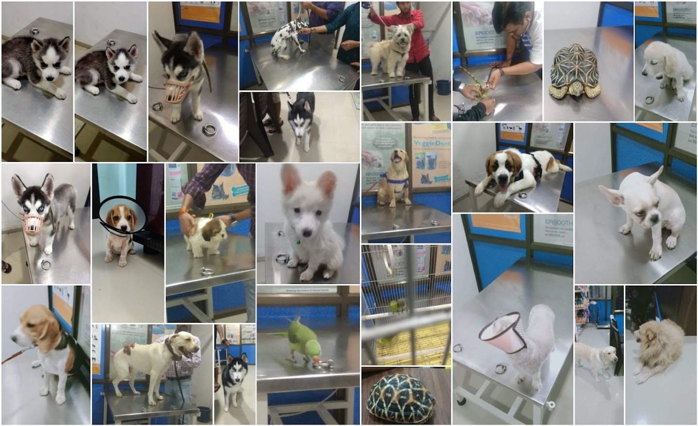 Dr soni's pet clinic - Animal Hospital in Adajan