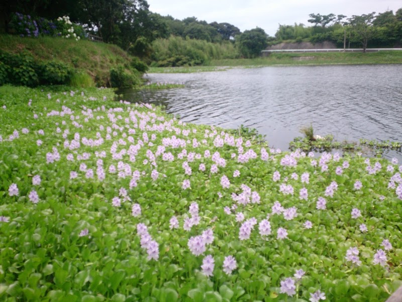 正円の池