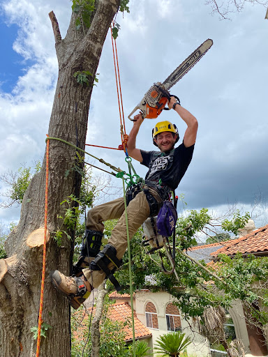 Texas Tree Removal and Trimming