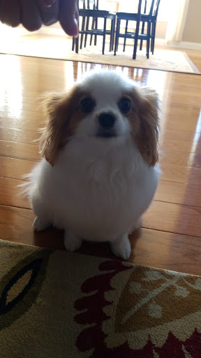 Pet Supply Store «PetSmart», reviews and photos, 476 Corwin Nixon Blvd, South Lebanon, OH 45065, USA