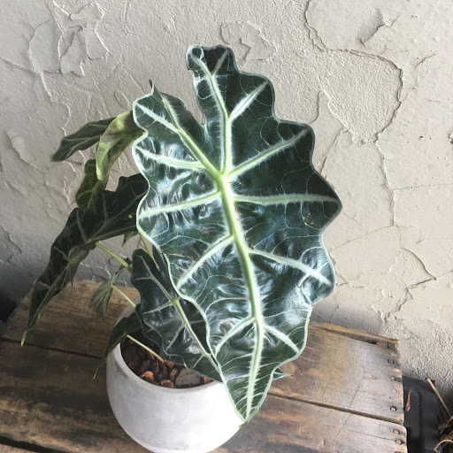 Wholesale Florist «Urban Jungle», reviews and photos, 2603 Sherman Ave NW, Washington, DC 20001, USA