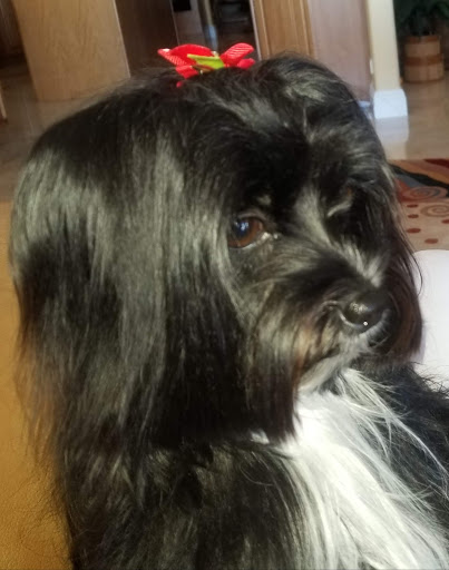 Pet Groomer «Mario`s Pet Grooming & Boutique», reviews and photos, 708 SE 17th St, Fort Lauderdale, FL 33316, USA