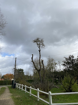 LE GAL élagage à La Ferté-Saint-Aubin