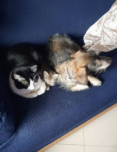 Clinica Veterinaria Valdevet - Valdemorillo