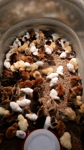 Hardware Store «Farmers Building & Feed Supply», reviews and photos, 1741 Dowell Rd, Grants Pass, OR 97527, USA