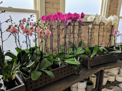 Orchid Grower «Orchid Dynasty», reviews and photos, 959 900 S, Salt Lake City, UT 84105, USA