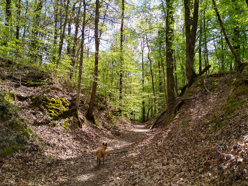 Sunken Trace