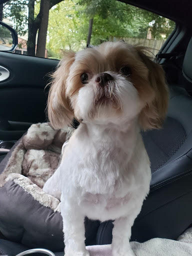 Pet Groomer «U Dirty Dog», reviews and photos, 232 Stevens Entry, Peachtree City, GA 30269, USA