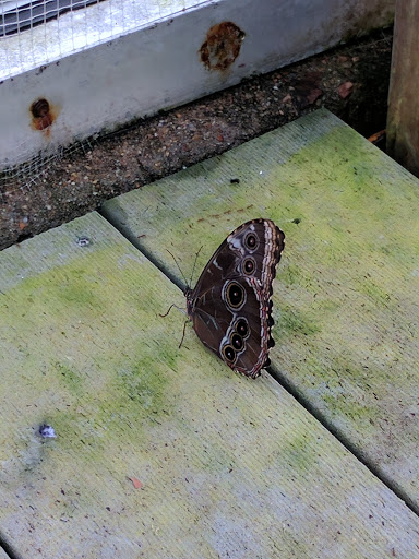 Animal Protection Organization «Butterfly Pavilion», reviews and photos, 6252 W 104th Ave, Westminster, CO 80020, USA
