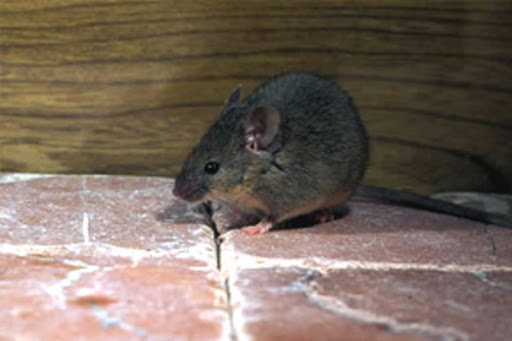 Rodent Control - Pepcopp Pest Services