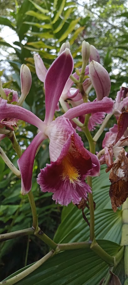 Orquídeas especies de colombia