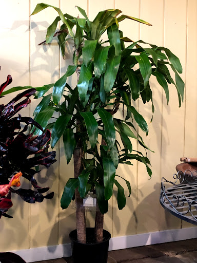 Plant Nursery «Potomac Petals and Plants», reviews and photos, 9545 River Rd, Rockville, MD 20854, USA