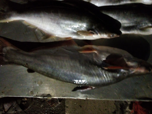 Shankar Fish Market