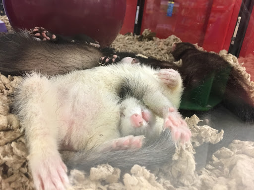 Pet Supply Store «Petco Animal Supplies», reviews and photos, 10 Waterfront Pl, Port Chester, NY 10573, USA