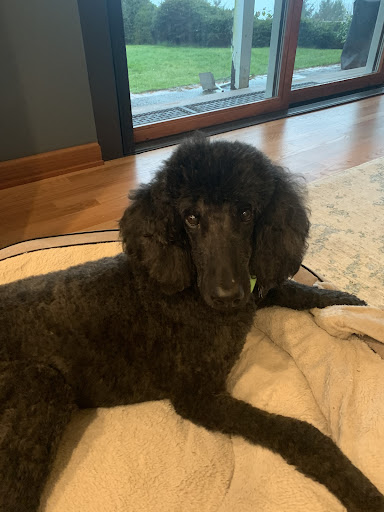 Kindness Veterinary Clinic image