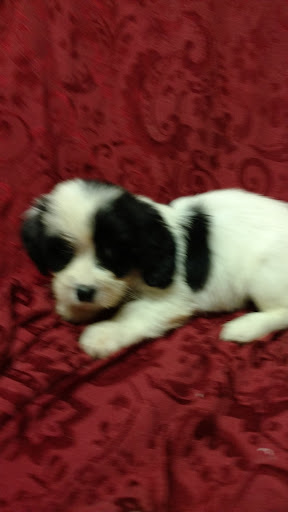 Pet Store «Dream Puppys», reviews and photos, 1461 Westgate Pkwy, Dothan, AL 36303, USA