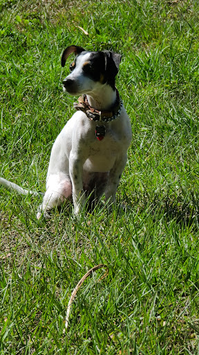 Dog Park «Arbor Dog Park», reviews and photos, 1405 N Grant St, Longwood, FL 32750, USA