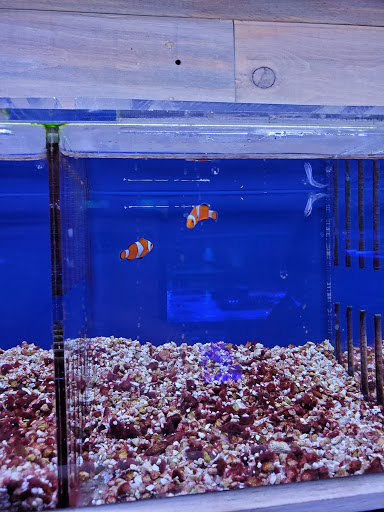 Tropical Fish Store «Kona Reef AZ - Pet Kona», reviews and photos, 10855 N 116th St #101, Scottsdale, AZ 85259, USA