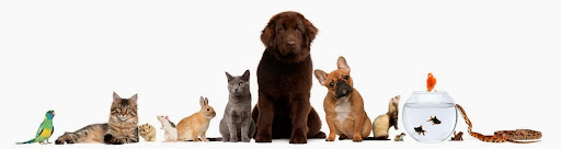 Serene Pet Sitting & Home Watch Services