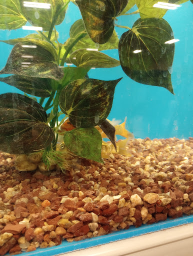 Pet Supply Store «PetSmart», reviews and photos, 5650 Mercury Dr, Dearborn, MI 48126, USA