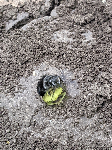 Nature Preserve «Rowlett Creek Preserve», reviews and photos, 2525 Castle Dr, Garland, TX 75040, USA