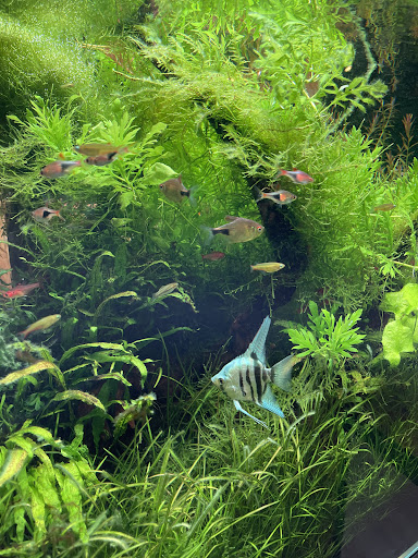 Tropical Fish Store «Aquarium Zen», reviews and photos, 920 NE 64th St, Seattle, WA 98115, USA