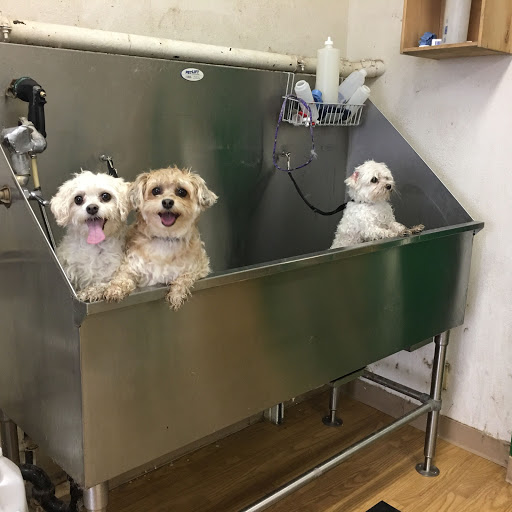 Pet Groomer «Soggy Dog Grooming And Pet Supplies», reviews and photos, 344 E 4th St, Long Beach, CA 90802, USA