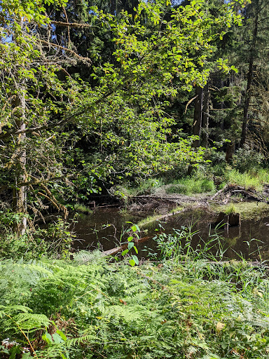 Nature Preserve «Redmond Watershed Preserve», reviews and photos, 21760 NE Novelty Hill Rd, Redmond, WA 98053, USA