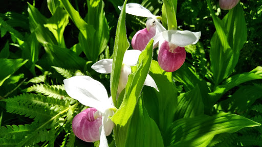 Nature Preserve «Eshqua Bog Natural Area», reviews and photos, Garvin Hill Rd, Woodstock, VT 05091, USA